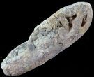 Fish Coprolite (Fossil Poo) - Kansas #49350-2